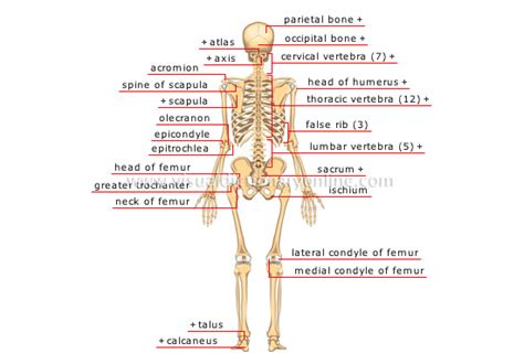 Human Being Anatomy Skeleton Posterior View Image Visual