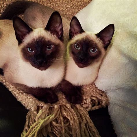 Meet The Twins 4mos Old Siamese Kittens Scarlett And Rhett R L Wearesiameseifyouplease