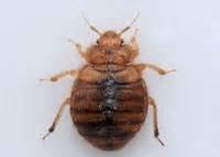Insects of tasmania, australia, focussing on hemiptera (bugs); Hemiptera (true bugs)