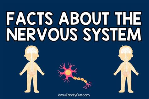50 Interesting Facts About The Nervous System [fact Cards]