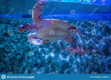 Green Sea Turtle Swims In Aquarium Stock Photo Image Of Unique Blue