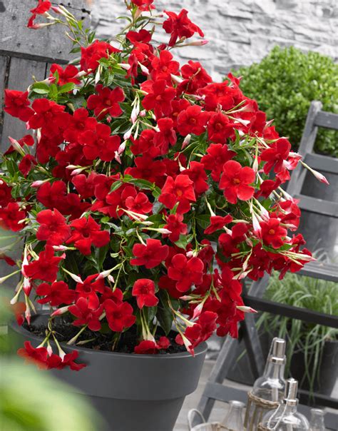 How to plant mandevilla vines. Sundaville Grand Red - World's #1 Mandevilla (Dipladenia)