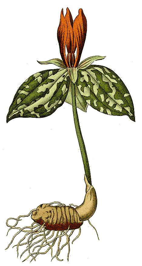 Toadshade Trillium Trillium Sessile