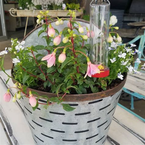 Nectar is a mixture of sugar and water and what ant doesn't love a good sugar treat? The perfect hummingbird feeder #hummingbirds #shadeplants ...