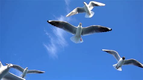 Bird Animal Seagulls Flying On Clear Blue Sky Stock Footage Sbv