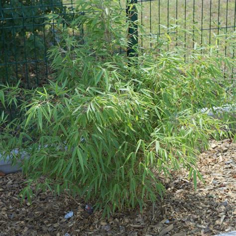 Cet oreiller en fibre de bambou et mousse à mémoire de forme moyenne répond à toutes les normes de qualité que vous observez normalement dans vertus et bienfaits de l'oreiller en bambou. Bambou Non Traçant rufa