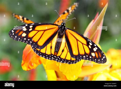 Monarch Butterfly Danaus Plexippus On Flower Close Up Stock Photo Alamy