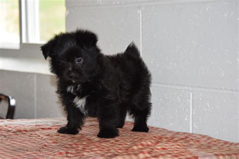 Male Parti Yorkie Pom Puppy For Sale Fresno Ohio Luther Ac Puppies Llc