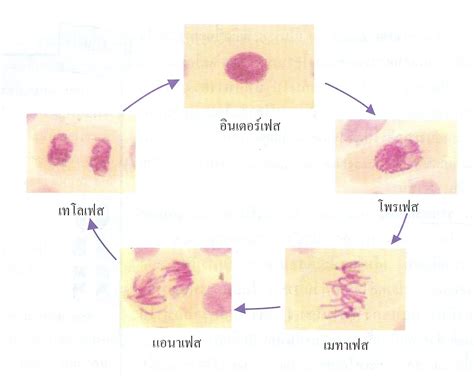 วิทยาศาสตร์น่ารู้: การแบ่งเซลล์