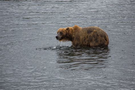 Kodiak Bear Kodiak Island Alaska Cedrik Strahm Flickr