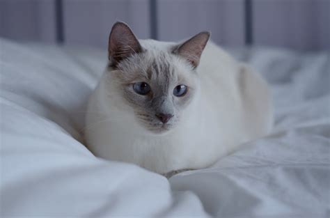 Lilac Point Siamese Facts Pictures Origin And History Hepper