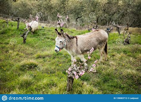 Donkey Grazing On Green Grass Stock Photo Image Of Alps Animal