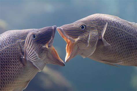 Kissing Fish Stock Photos Pictures And Royalty Free Images Istock