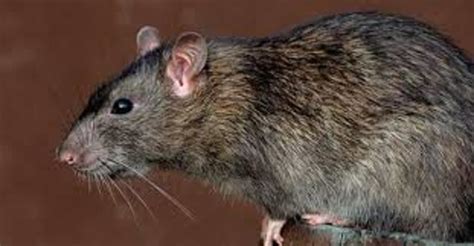 The Brown Rat Rattus Norvegicus And How To Rid Yourself Of Their