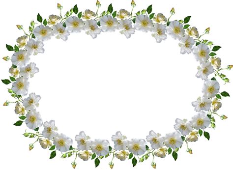 Frame Border White Rose Free Photo On Pixabay Pixabay
