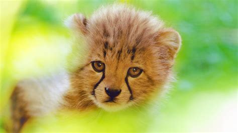 Cheetah Cute Cub 4k Hd Animals 4k Wallpapers Images Backgrounds