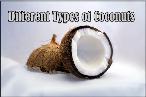 7 Different Types Of Coconuts With Images Asian Recipe