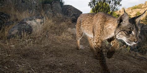 Iberian Lynx Hunting