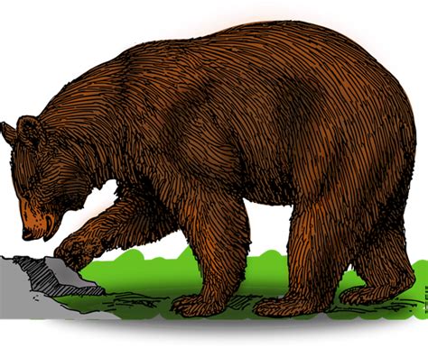 Bear Free To Use Cliparts 2 Clipartix