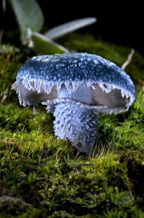 46 Magical Wild Mushrooms You Wont Believe Are Real Stuffed