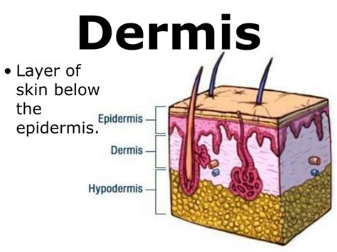 Dermis Definition Anatomy All In One Photos