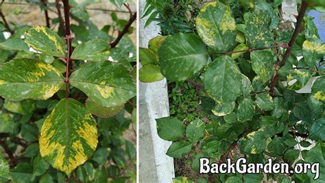 Keep in mind that it might be perfectly natural for the lower leaves on your plant to first turn pale yellow, then turn brown and drop. 9 Causes Why Plant Leaves Turn Yellow