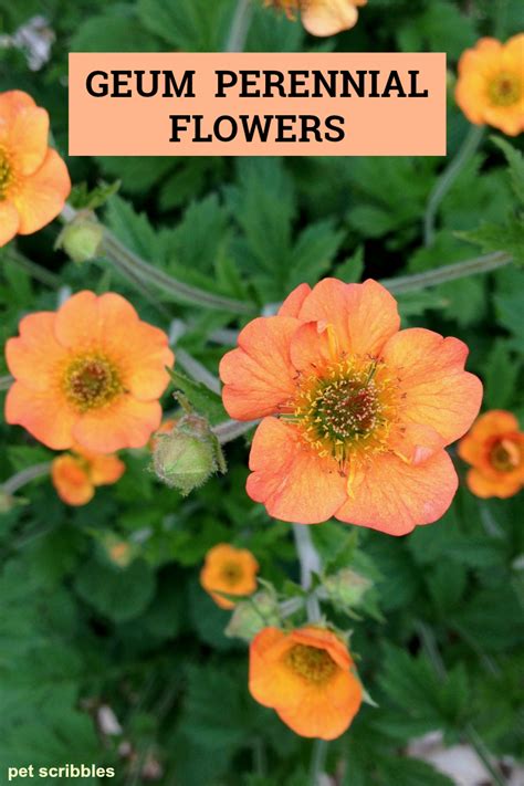 I keep planting them every year in different areas of my garden just hoping, against hope, that they will grow. Geum Perennial Flowers For Your Garden - Pet Scribbles
