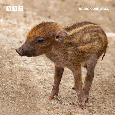 Meet Newquay Zoos Newest Arrivals Bbc Radio Cornwall Facebook