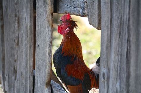 Maybe you would like to learn more about one of these? Crowing rooster | Rooster, Biggest chicken, Down on the farm