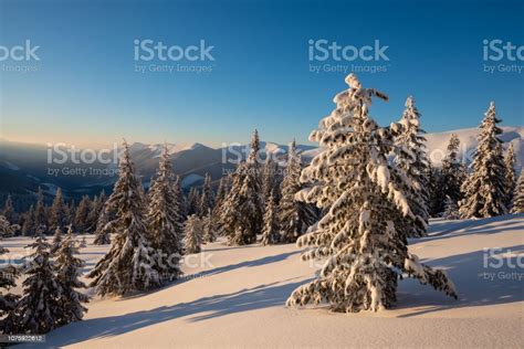 Magic Sunrise In The Winter Mountains After Snowfall A Huge Pine