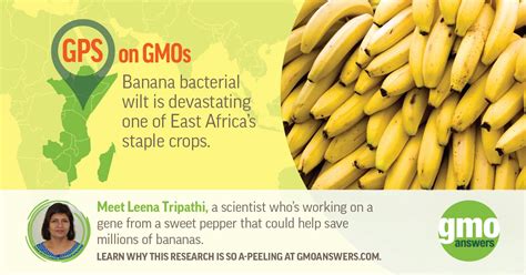 Genetic Engineering One Tool Saving East Africas Bananas