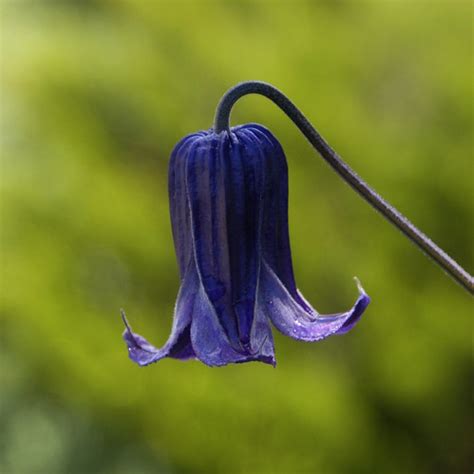Blue Bell Clematis Rooguchi Posing For Annual Portrait Jacki Dee