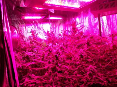 In this article, we will together answer the question about led grow light. Show your LED's - LED Grow Lights - International ...