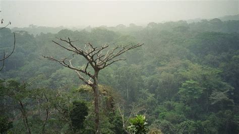 Le 10 Foreste Più Belle Al Mondo Oggi La Numero 2 La Foresta Pluviale