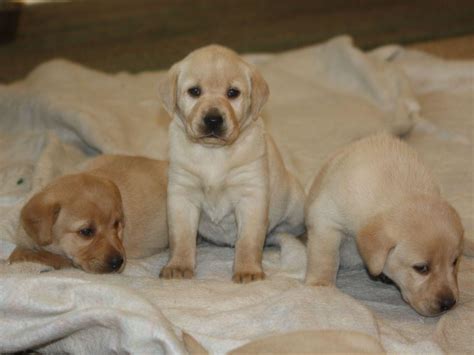 Comes vet checked, up to date on vaccinations and dewormer. Labrador Retriever puppies for sale near Fostoria, Ohio ...