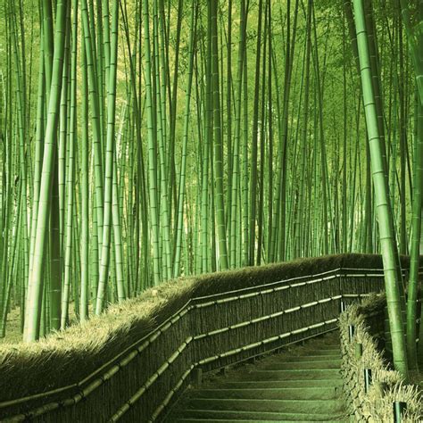 45 Bamboo Forest Wallpaper Wallpapersafari