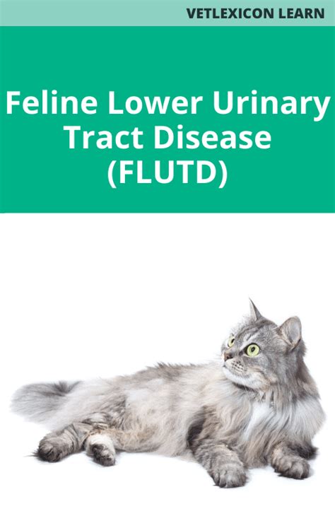 Feline Lower Urinary Tract Disease Flutd Vetacademy