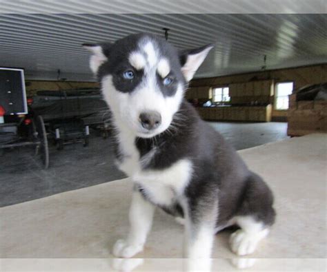 But before you do that, read some tips on how to choose a good and responsible breeder. View Ad: Siberian Husky Puppy for Sale near Indiana, INDIANAPOLIS, USA. ADN-181876