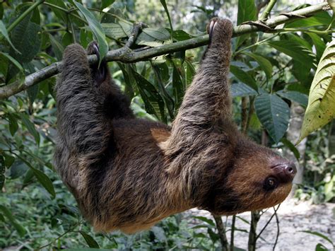 Type something in the first box; Why do sloths hang upside down? | Science | News | The ...