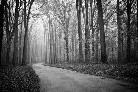 Foggy Woods Trees Free Photo On Pixabay
