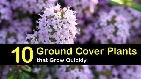 10 Best Evergreen Fast Growing Ground Cover Plants Covering Year Round