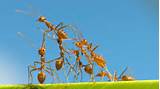 Images of Fire Ants Sting