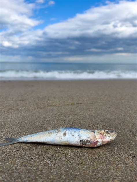 Dead Fish On The Beach Free Stock Photo Public Domain Pictures