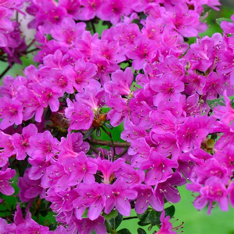 1 X Purple Azalea Japanese Evergreen Shrub Hardy Garden Plant In Pot Ebay