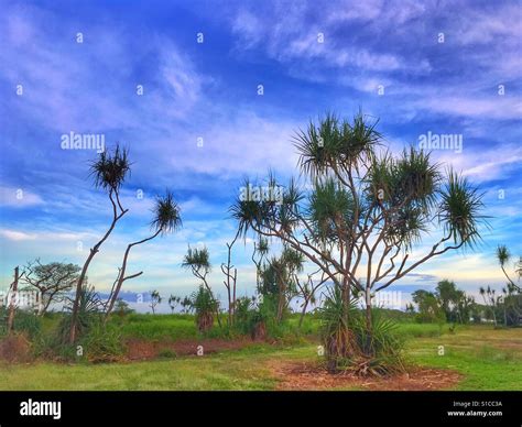 Pandanus Trees In The Northern Territory Of Australia Stock Photo Alamy