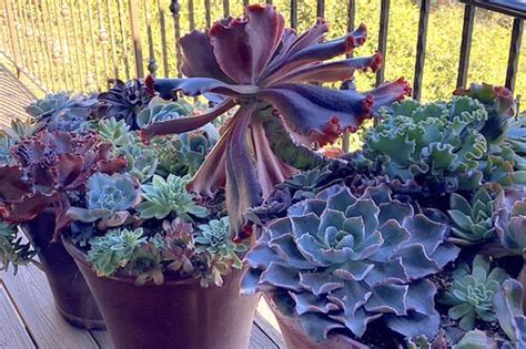 How To Grow Giant Big Succulents Faster 8 Tricks That Work