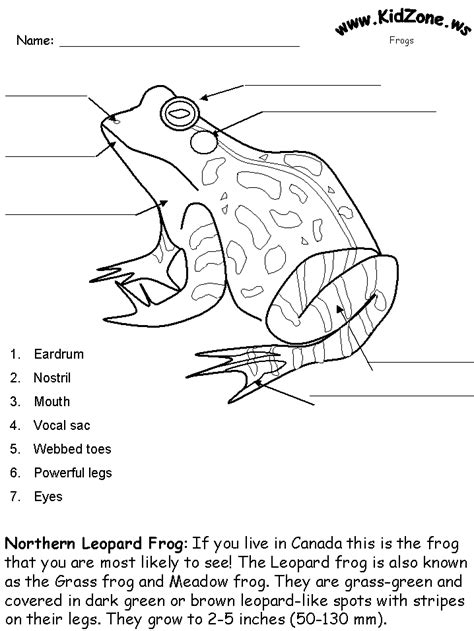 Frog Anatomy Labeling Worksheet Answers