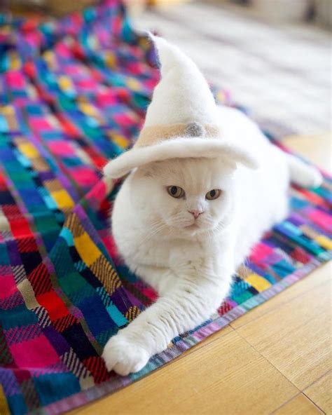 21 Photographs Of Cats Wearing Hats Made Out Of Their Shed Fur