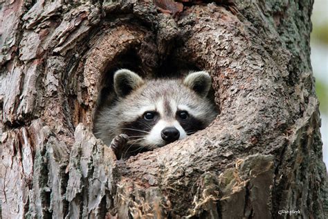 Raccoon In Tree Hole I Was Checking Holes In Trees For Ow Flickr