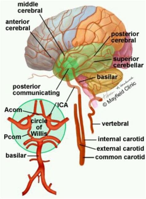 Brain Blood Circulation It Is Important To Understand This System In